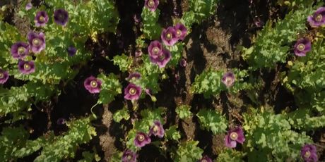 U Baranji procvjetao biznis s makom - 4