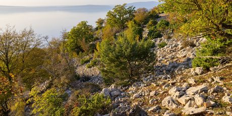 Cres - 3