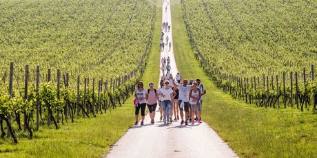 Nenad Milić, Wine And Walk Baranja