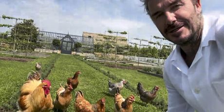 David Beckham s kokošima - 4