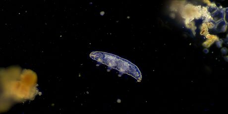 Tardigradi