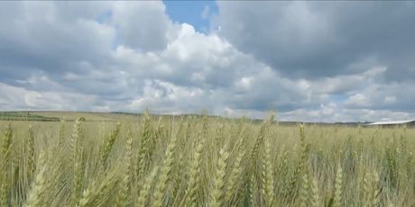 Hrvatska pšenica u Mađarskoj - 3