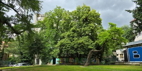 Dalmatinska 12