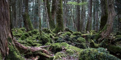 Aokigahara