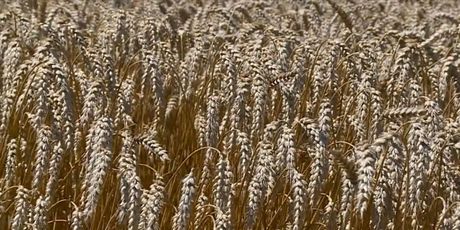 Rekordne cijene pšenice - 3