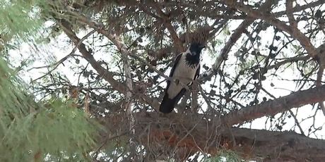 Vrane napadaju u Splitu - 4