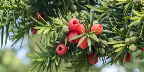 Najotrovnije biljke u Hrvatskoj -