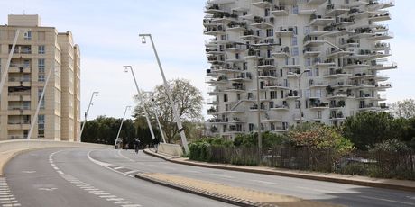 Bijelo stablo u Montpellieru - 2