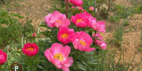 Provjereno: GMO - 2