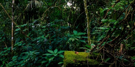 Darien Gap - 1