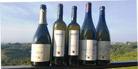 Kušanje vina vinarije Jakončić