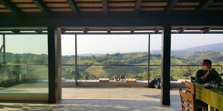 Pogled na vinograde s terase vinarije Jakončić