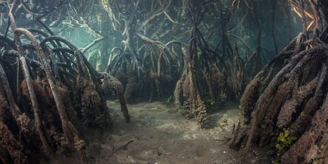 Mangrove pod vodom