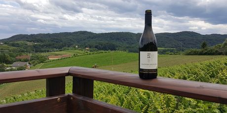 Rajnski Rizling s pogledom na vinograd u vinariji Kopjar