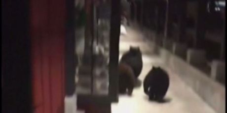 Medvjedi zalutali u trgovački centar (Screenshot: AP)