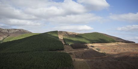 Deforestacija uzrokuje izumiranje životinjskih vrsta (Foto: AFP)