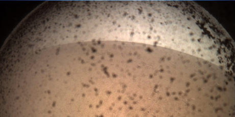 Prva InSightova fotografija s Marsa (Foto: NASA/JPL-Caltech)