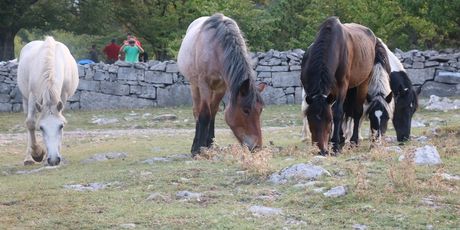 HIGHLANDER Velebit