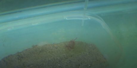 Nada u spas periski - 2