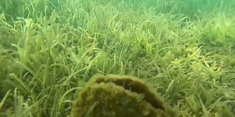 Nada u spas periski - 5