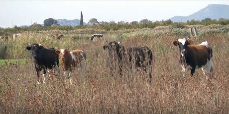 Krave u dolini Neretve - 1