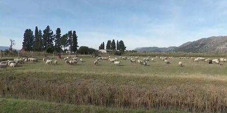 Ovce u dolini Neretve