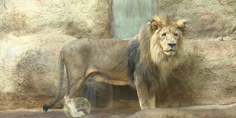 Lav u Zoološkom vrtu Grada Zagreba