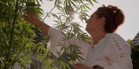 Uzgoj konoplje u Slavoniji kod obitelji Kalić