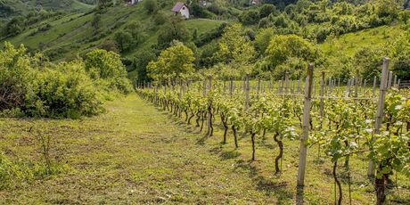 Vinograd u Hrvatskoj