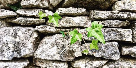Suživot kamena i biljaka u Vodnjanštini