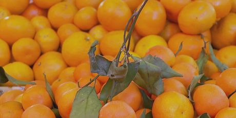 Mandarine - 1