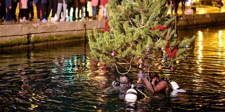 Potapanje bora - Advent na Lošinju