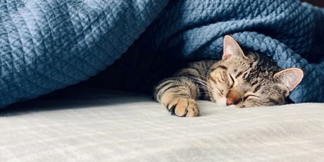 Novi kviz općeg znanja - 10