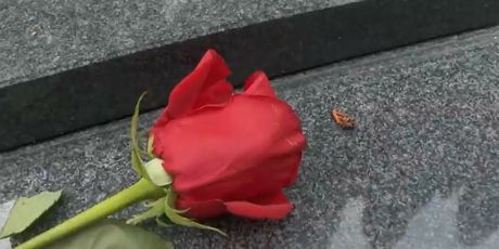 Ruže i svijeće za poginule i nestale - 4