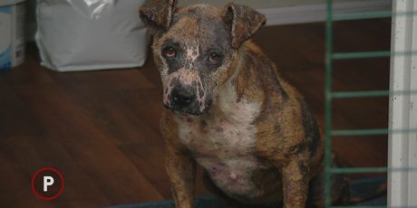 Pas iz Skloništa za životinje Čakovec