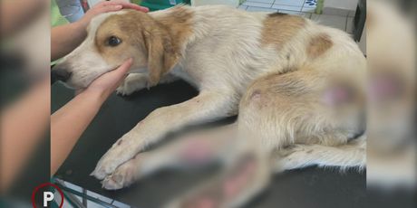 Pas iz Skloništa za životinje Čakovec