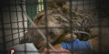 Pas iz Skloništa za životinje Čakovec