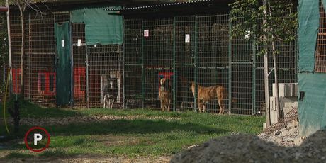 Pas iz Skloništa za životinje Čakovec