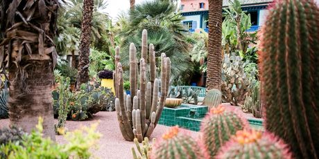 Botanički vrt Majorelle - 4