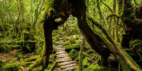 Yakushima - 1