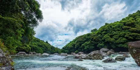 Yakushima - 2