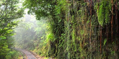 Yakushima - 4