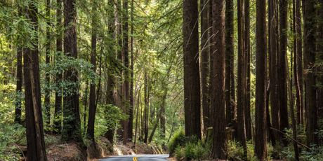 Golemi mamutovac u Henry Cowell Redwoods State parku - 1