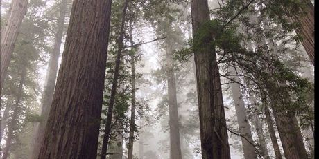 Golemi mamutovac u Henry Cowell Redwoods State parku - 2