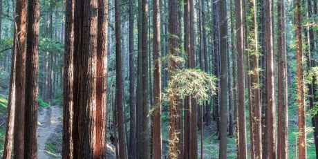 Golemi mamutovac u Henry Cowell Redwoods State parku - 3