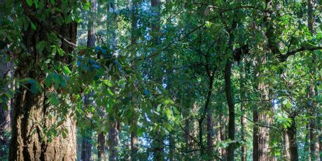 Golemi mamutovac u Henry Cowell Redwoods State parku - 4