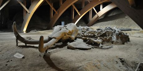 Viminacium - 14