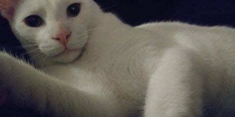 Mačji selfie (Foto: brightside.me) - 17