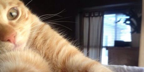 Mačji selfie (Foto: brightside.me) - 18