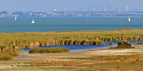 Neusiedler See
